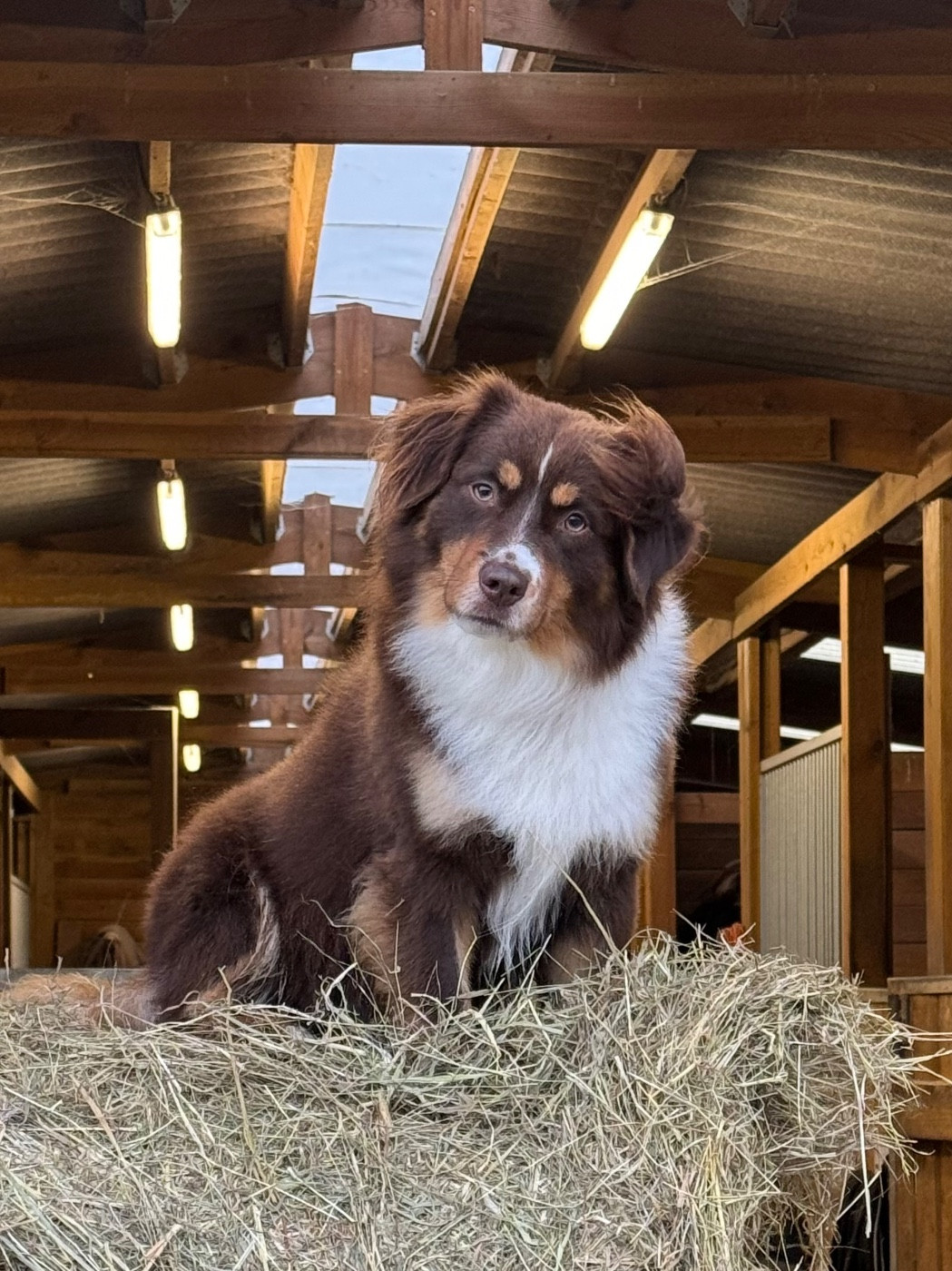 Sans Contrefaçon  Du clos des duchesses