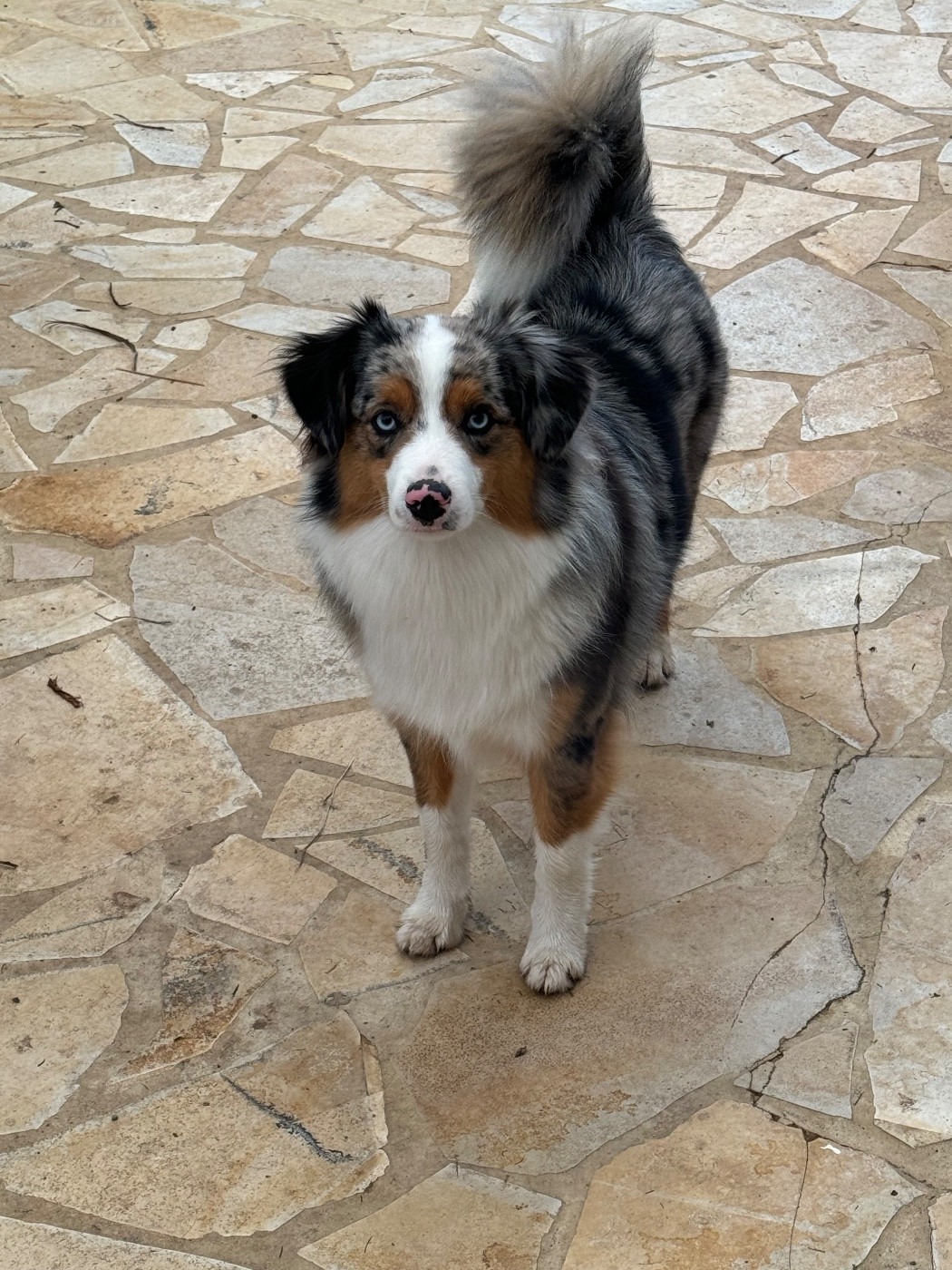 Toyga de Mercelo (Sans Affixe)