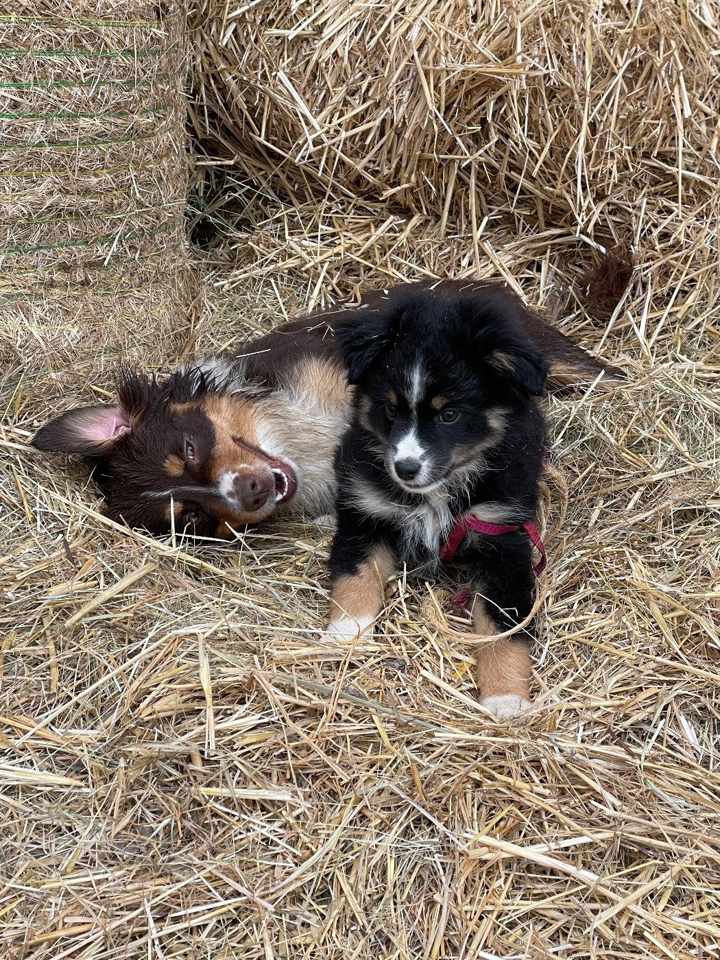 De Mercelo - Berger Américain Miniature  - Portée née le 03/12/2022