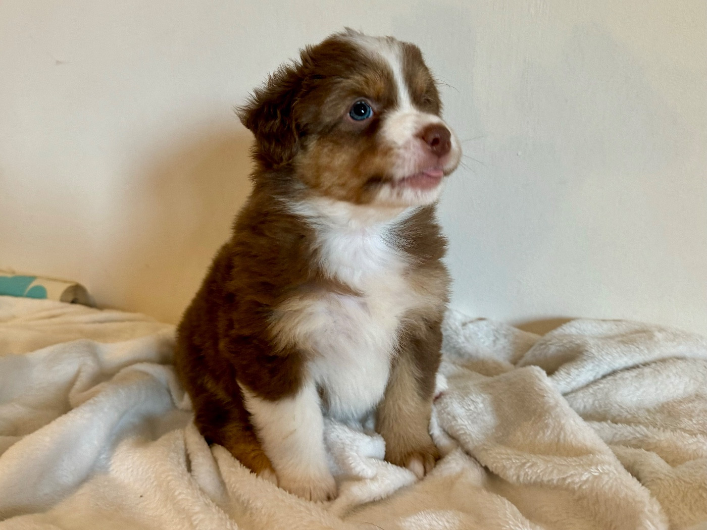 De Mercelo - Berger Américain Miniature  - Portée née le 26/10/2023