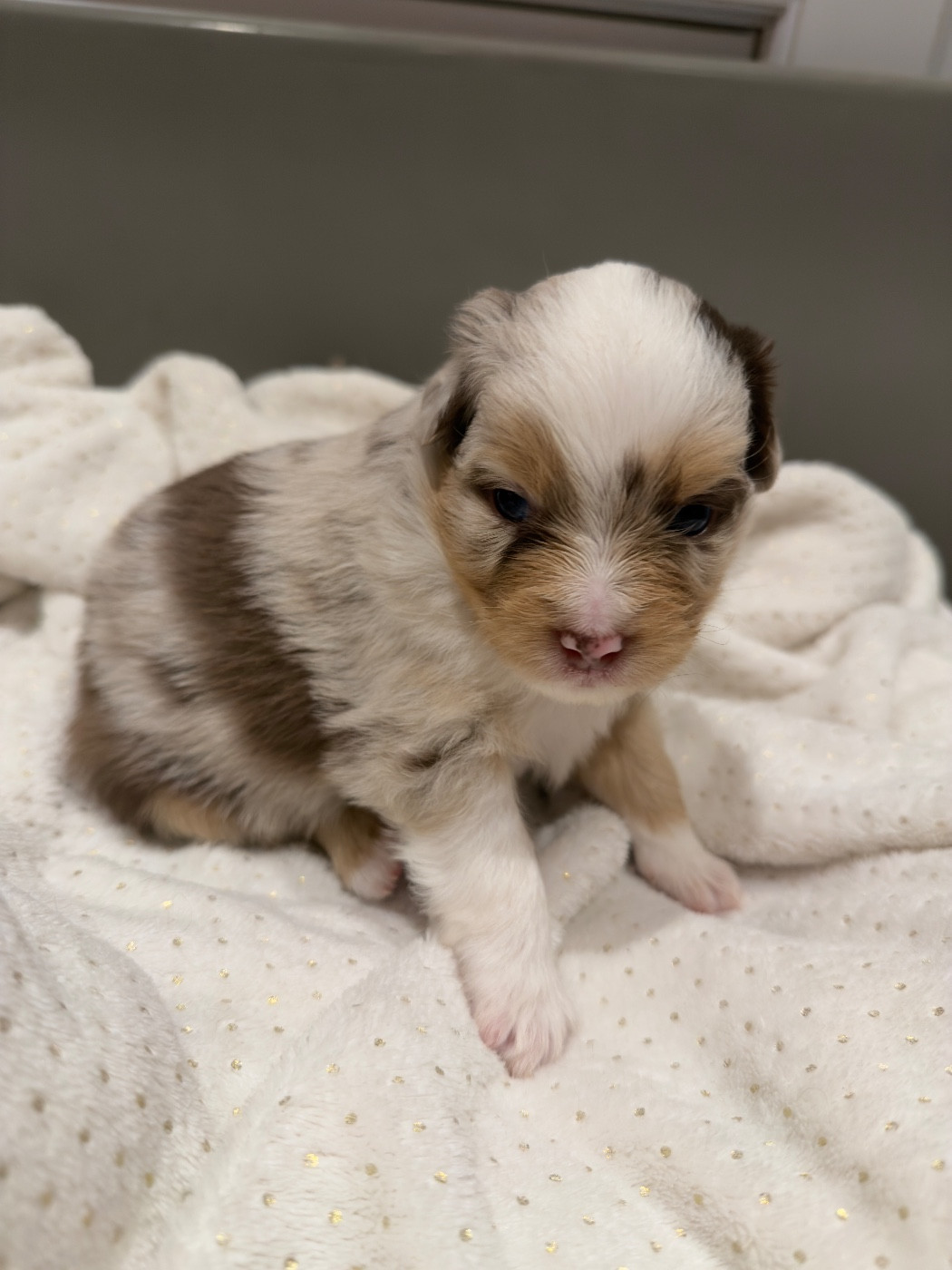 Marine Guillome - Chiots disponibles - Berger Américain Miniature 