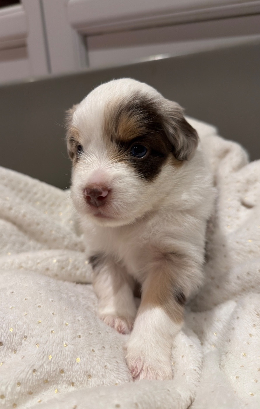 Marine Guillome - Chiots disponibles - Berger Américain Miniature 