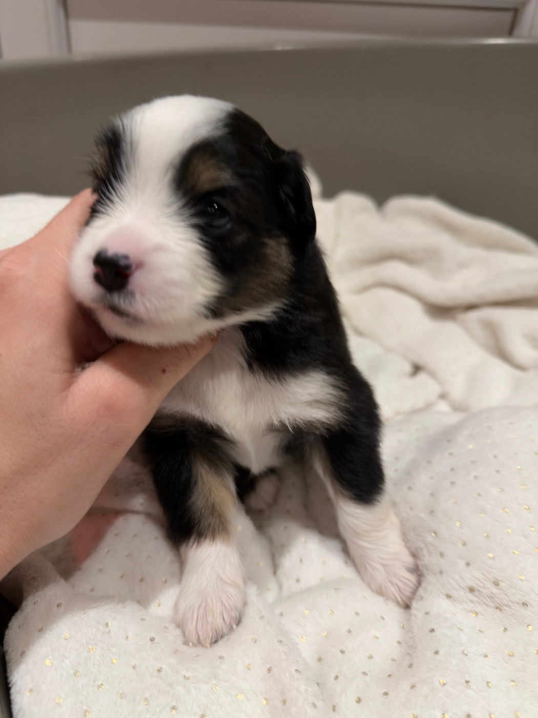 Marine Guillome - Chiots disponibles - Berger Américain Miniature 