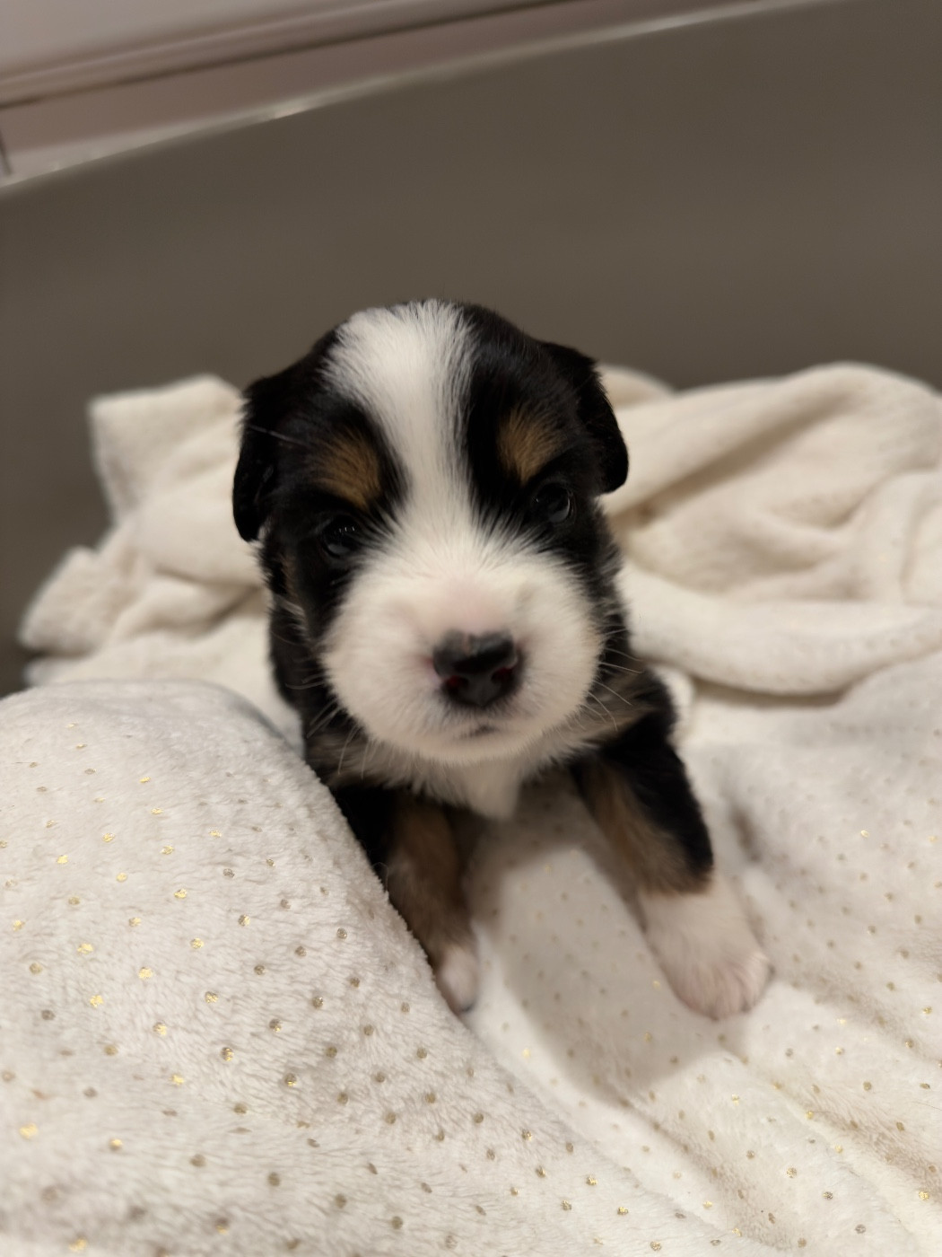 Marine Guillome - Chiots disponibles - Berger Américain Miniature 