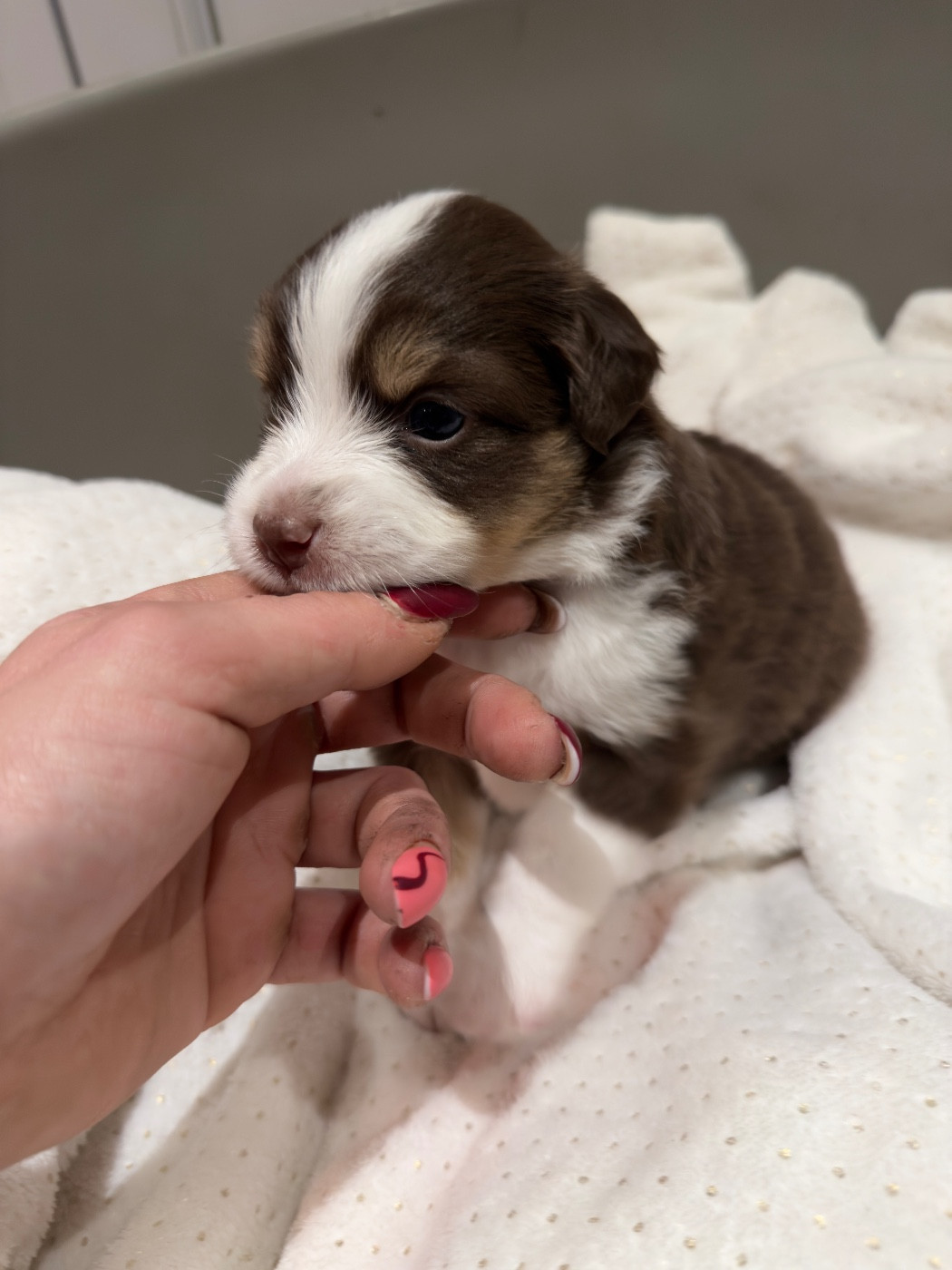 Marine Guillome - Chiots disponibles - Berger Américain Miniature 