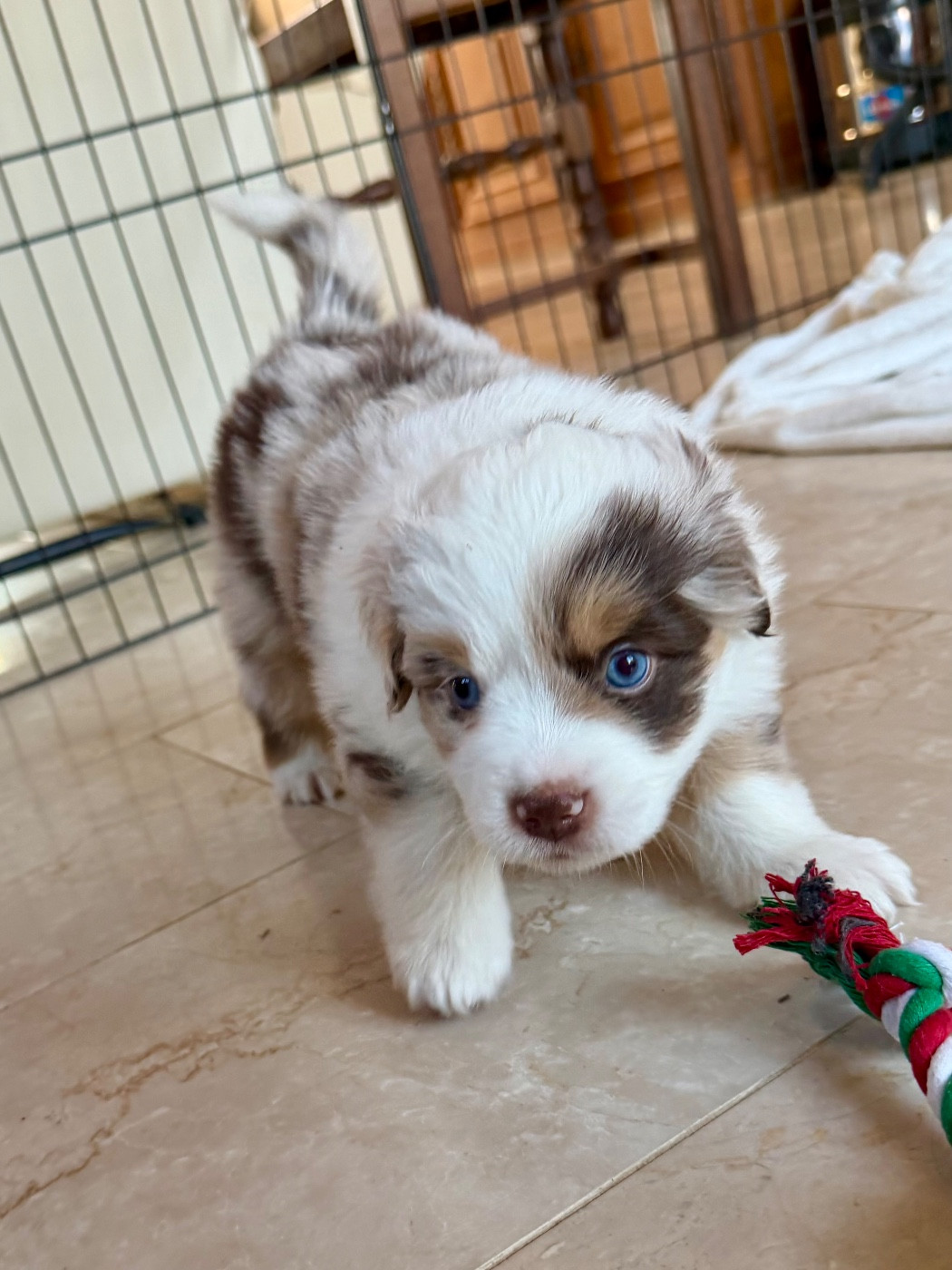 De Mercelo - Chiots disponibles - Berger Américain Miniature 