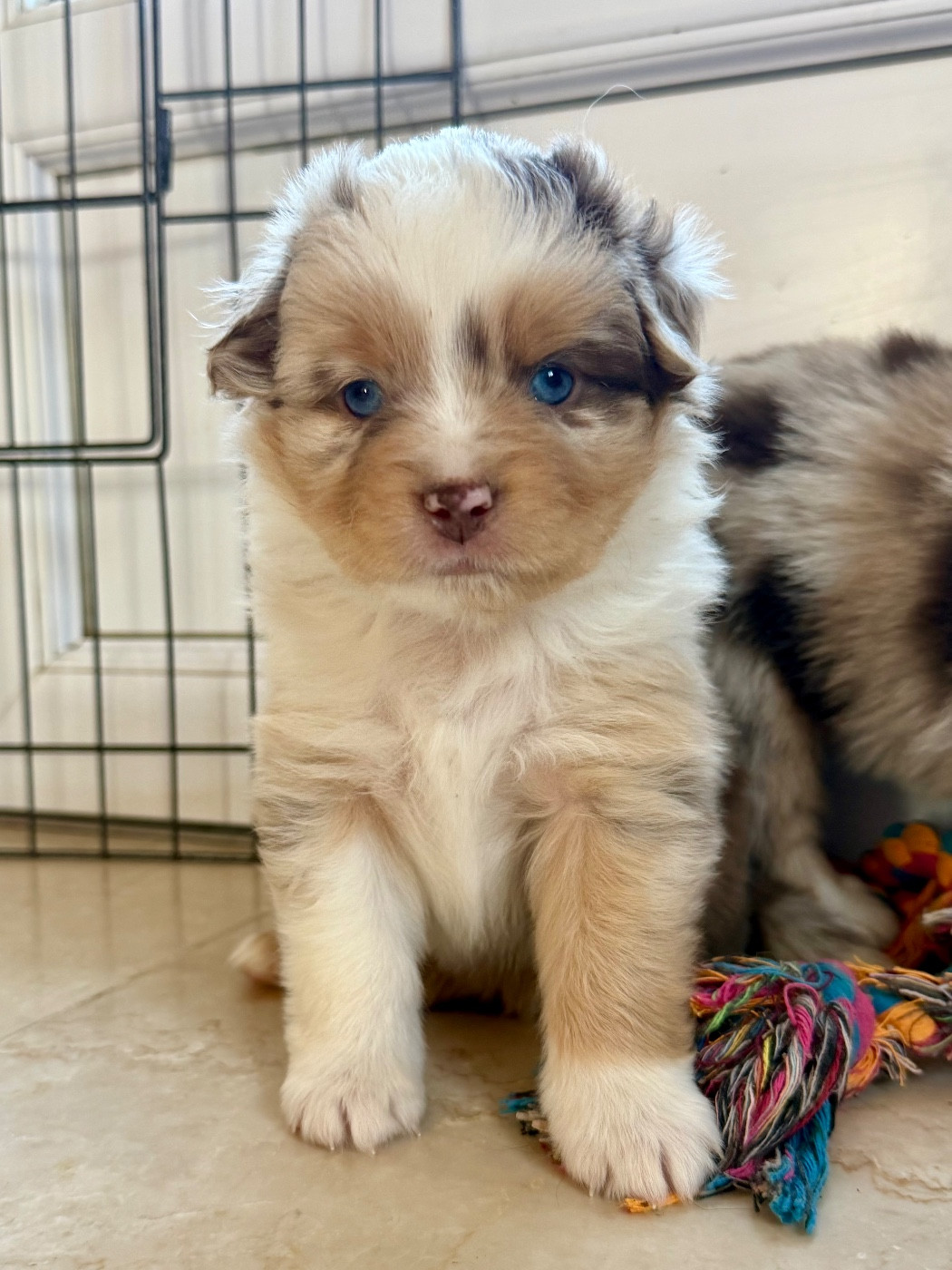 De Mercelo - Chiots disponibles - Berger Américain Miniature 