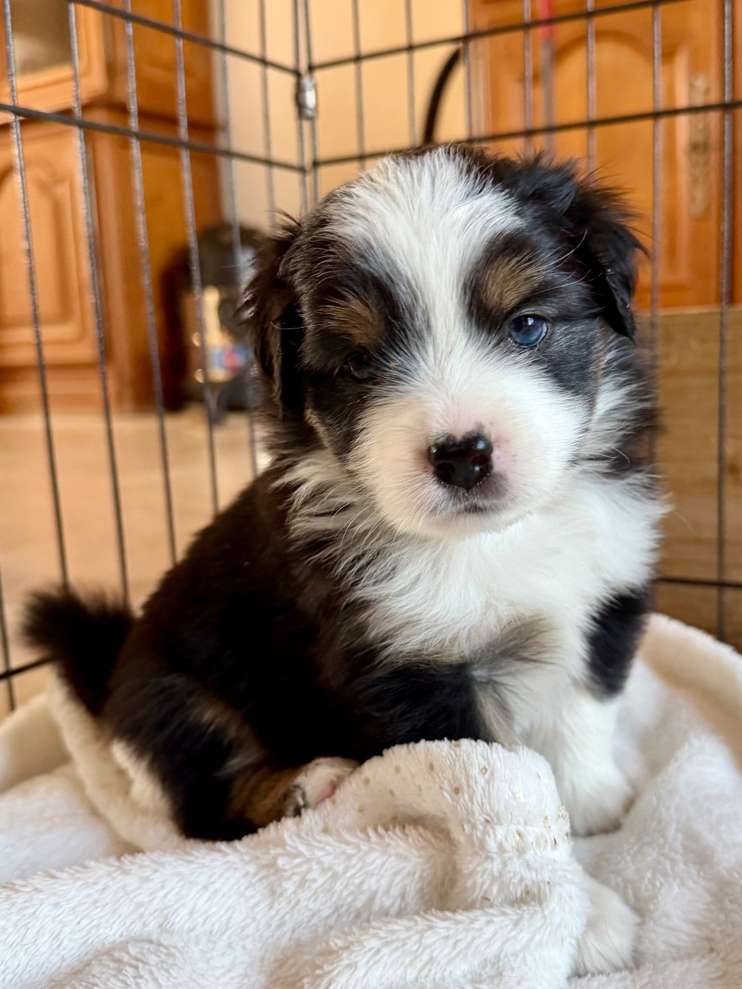 De Mercelo - Chiots disponibles - Berger Américain Miniature 