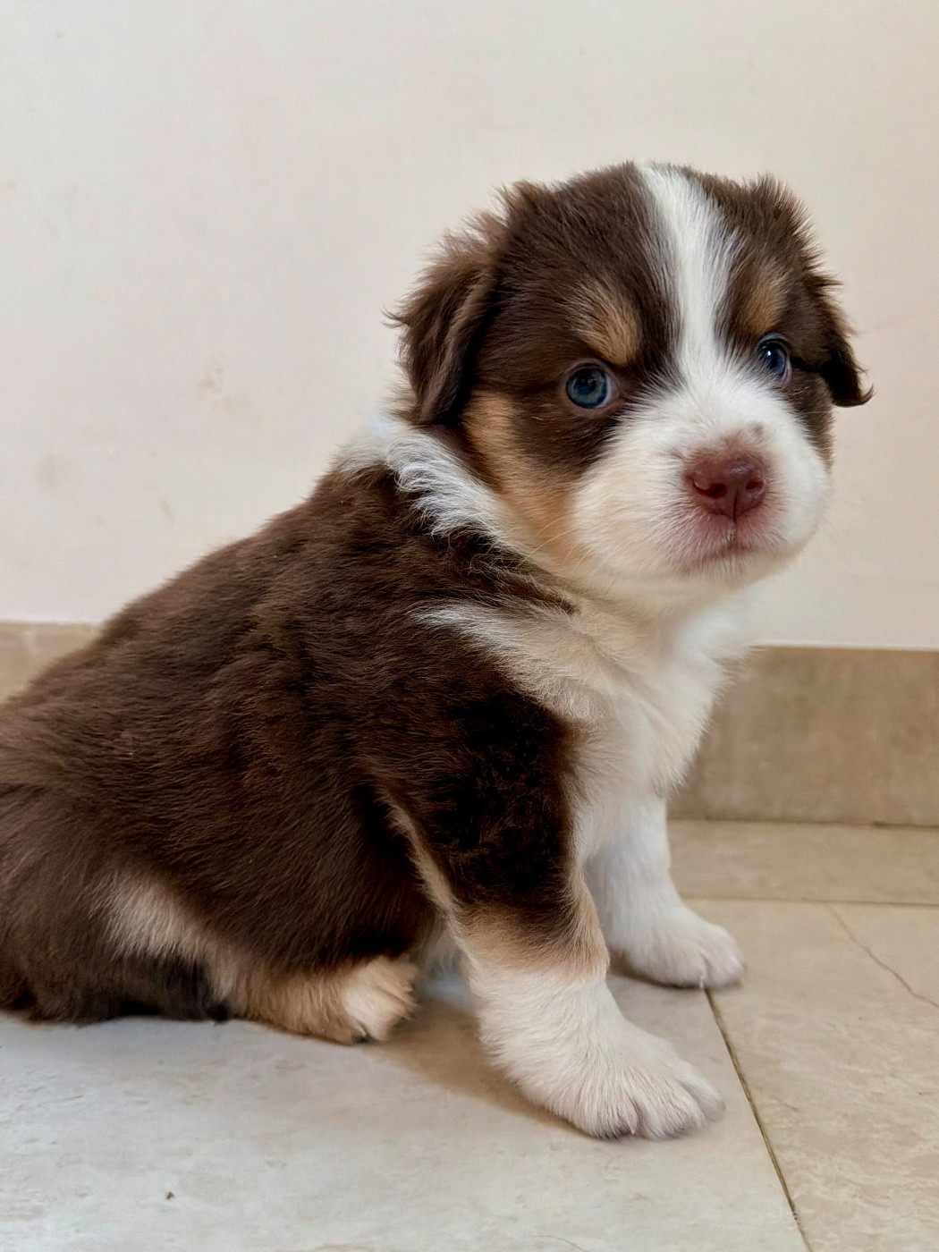 De Mercelo - Chiots disponibles - Berger Américain Miniature 