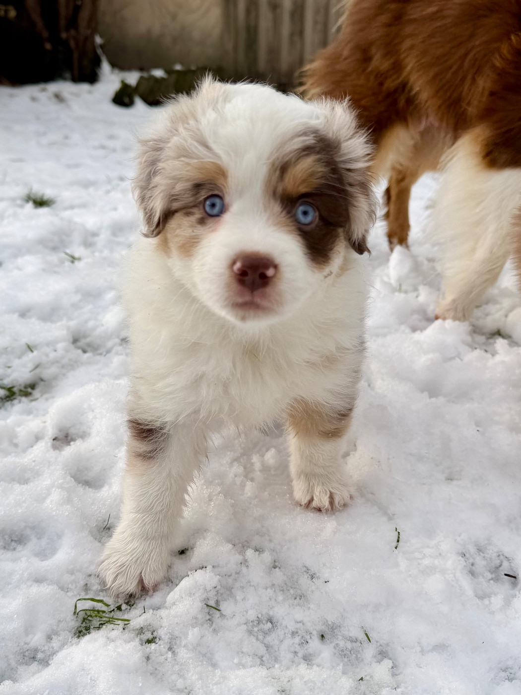 De Mercelo - Berger Américain Miniature  - Portée née le 24/11/2025