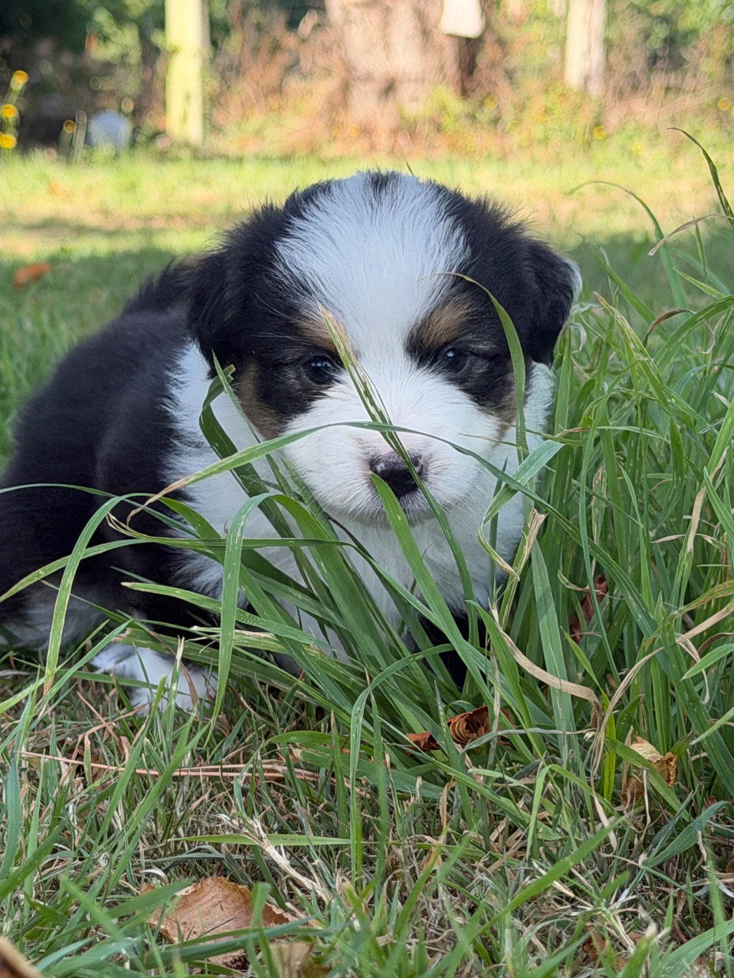 De Mercelo - Chiots disponibles - Berger Américain Miniature 