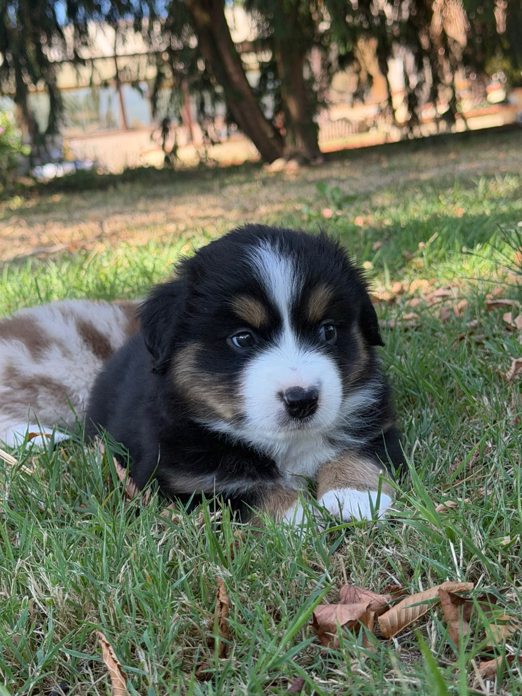 De Mercelo - Chiots disponibles - Berger Américain Miniature 