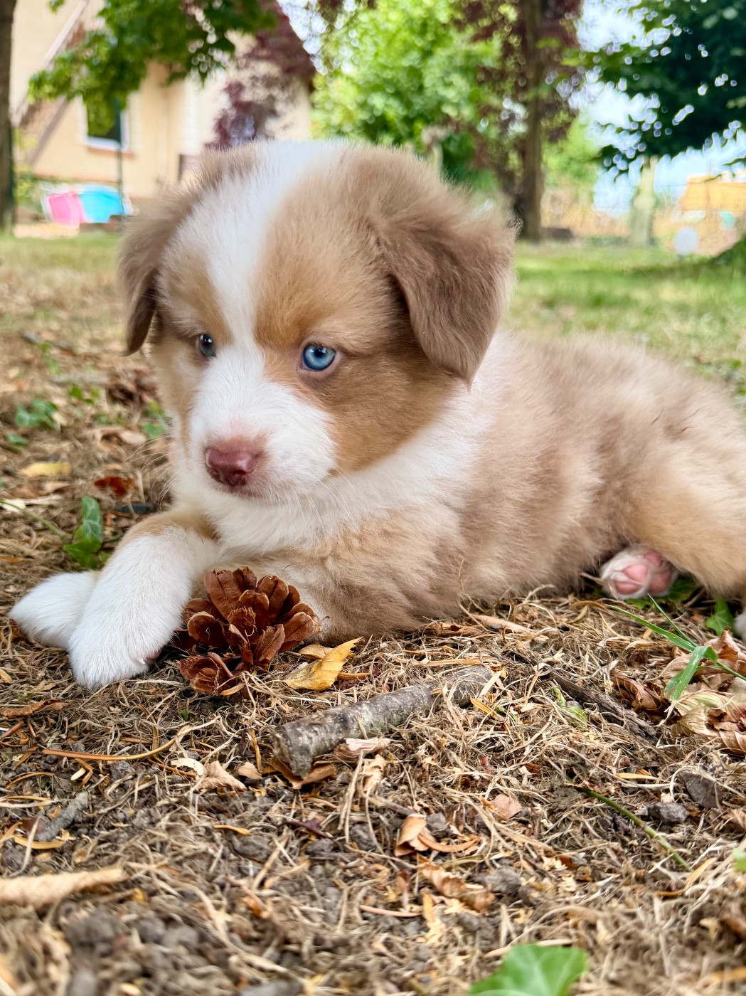 De Mercelo - Chiots disponibles - Berger Américain Miniature 