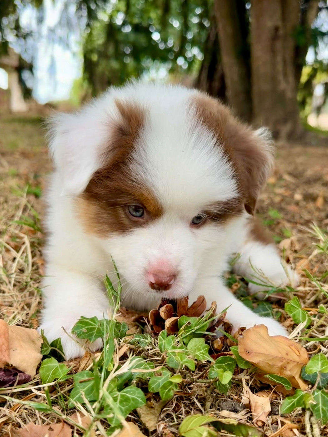 De Mercelo - Chiots disponibles - Berger Américain Miniature 
