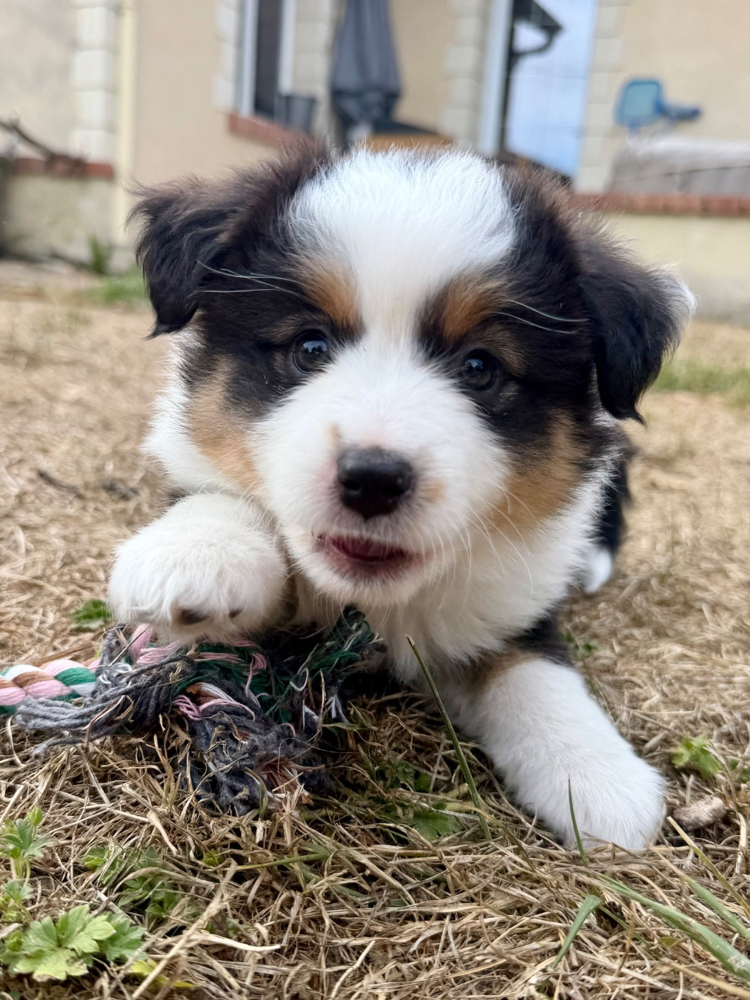 De Mercelo - Chiots disponibles - Berger Américain Miniature 